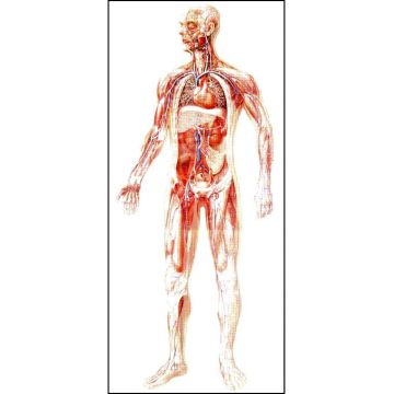 POSTER - Il Sistema Vascolare (cm 84 x 200)