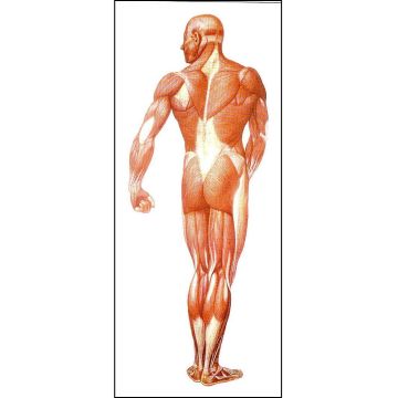 POSTER - La Muscolatura Umana - lato posteriore (cm 84 x 200)  [V2005M]