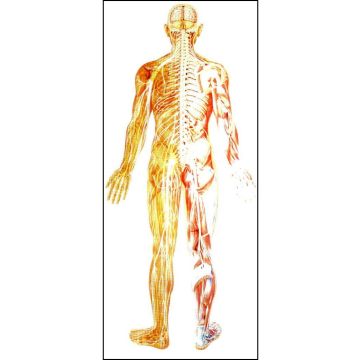 POSTER - Il Sistema Nervoso - lato posteriore (cm 84 x 200)