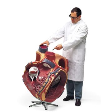 Cuore gigante, ingrandito 8 volte
