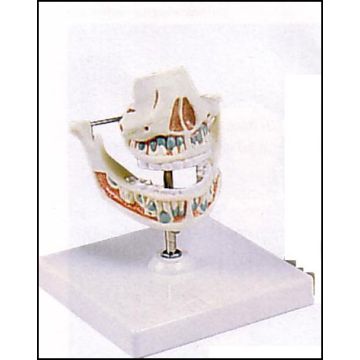 Denti da latte