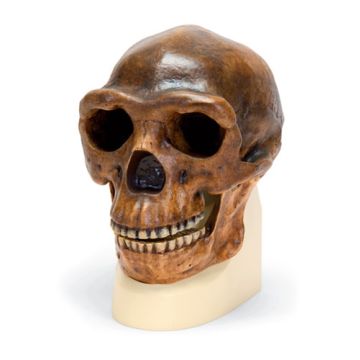 Cranio antropologico di Sinantropo