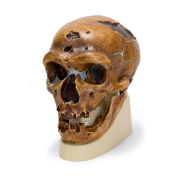 Cranio antropologico - La Chapelle-aux-Saints