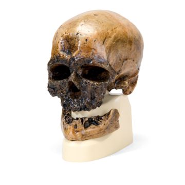 Cranio antropologico - Crô-Magnon  