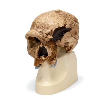 Cranio antropologico - Steinheim