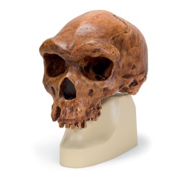 Cranio antropologico - Broken Hill o Kabwe