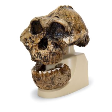 Cranio antropologico - KNM-ER 406, Omo L. 7a-125