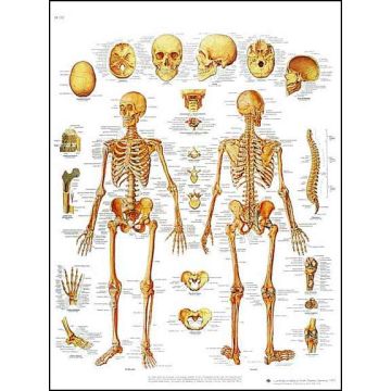 POSTER - Lo scheletro umano (in carta - Cm 50 x 67)
