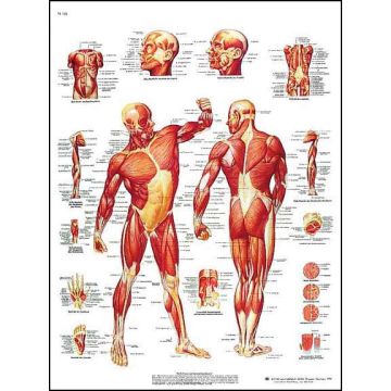 POSTER - La muscolatura (Laminata - Cm 50 x 67)
