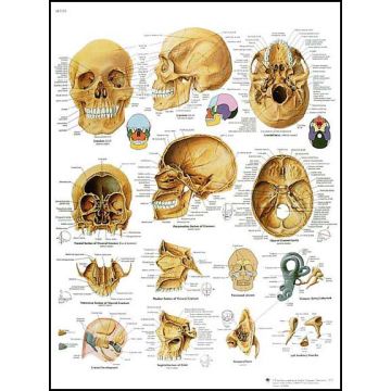 POSTER - Il Cranio umano (In carta)