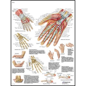 POSTER - Mano e articolazione del carpo (In carta)