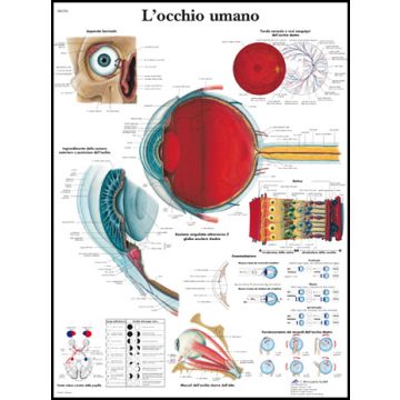 POSTER - L'occhio umano (In carta)