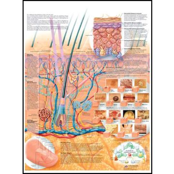 POSTER - La cute (Laminata)
