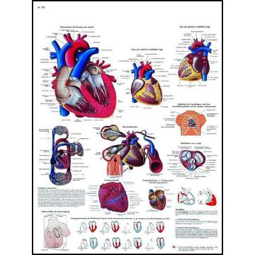 POSTER - Il Cuore umano, Anatomia e fisiologia (Laminata)