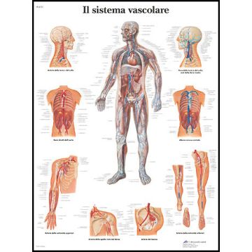 POSTER - Il Sistema Vascolare (Laminata)