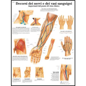 POSTER - Decorsi dei nervi e dei vasi sanguigni importanti dal punto di vista clinico (Laminata)