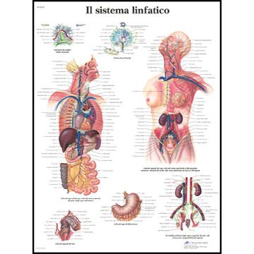 POSTER - Il sistema linfatico (Laminata)
