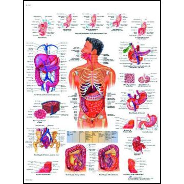 POSTER - Il sistema digestivo (Laminata)