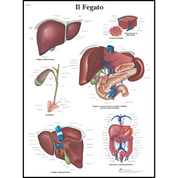 POSTER - Il Fegato (Laminata)