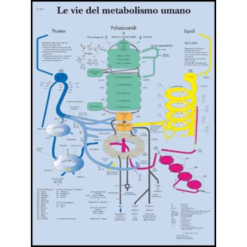 POSTER - Le vie del metabolismo umano (In carta)