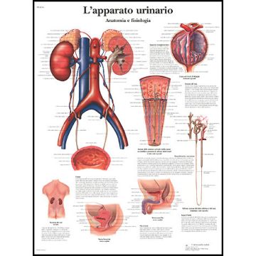 POSTER - L'apparato urinario, Anatomia e fisiologia (In carta)