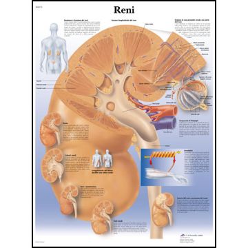 POSTER - Reni (Laminata)