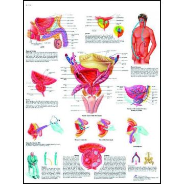 POSTER - La prostata (In carta)