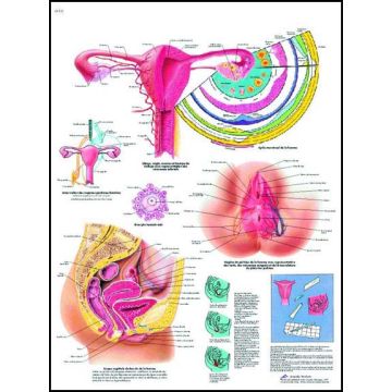 POSTER - Gli organi genitali femminili (In carta)