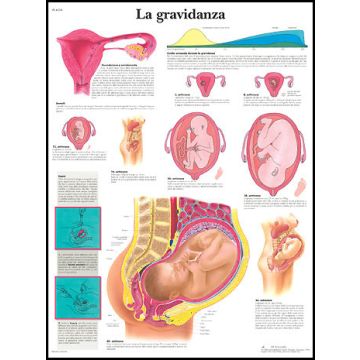 POSTER - La gravidanza (Laminata)