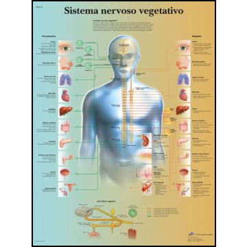 POSTER - Sistema nervoso vegetativo (In carta)