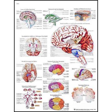 POSTER - Il Cervello umano (Laminata)