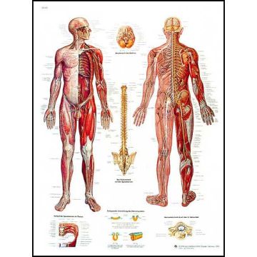 POSTER - Il Sistema Nervoso (Laminata - Cm 50 x 67)