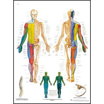 POSTER - Il Sistema Nervoso Periferico (Laminata)