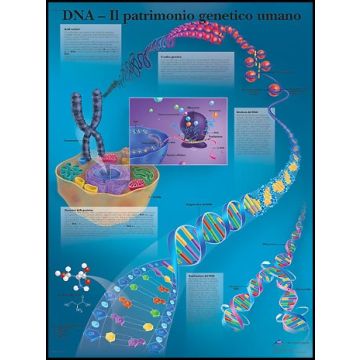 POSTER - DNA - Il patrimonio genetico umano (Laminata)