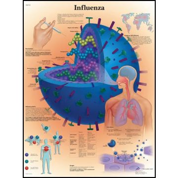 POSTER - Influenza (Laminata)
