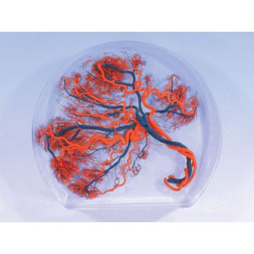 Placenta
