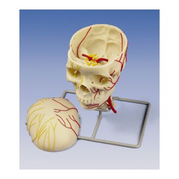 Cranio neurovascolare