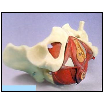 Bacino femminile con diaframma pelvico, in 5 parti