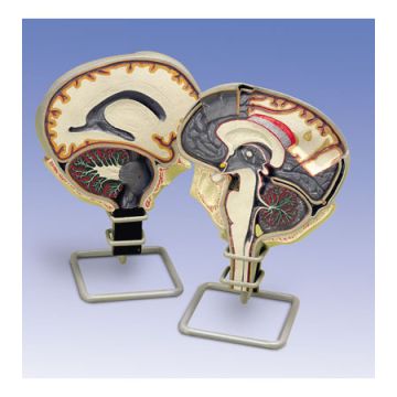 Circolazione del liquido cerebrale