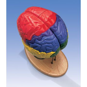 Modello delle regioni cerebrali, in 4 parti
