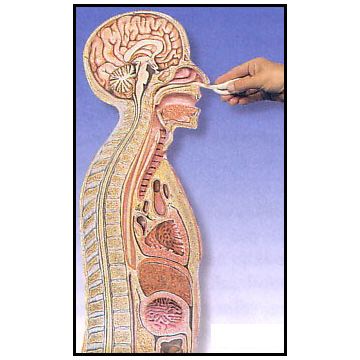 ASSISTENZA AL MALATO - Modello per sonda naso-stomaco