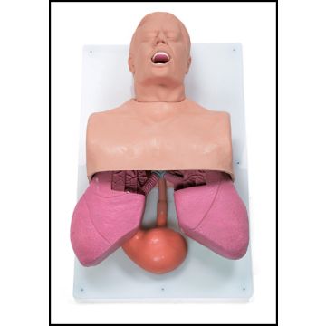 RIANIMAZIONE SOCCORSO - Dispositivo didattico per vie respiratorie per adulti