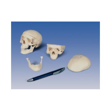 Mini cranio, in 3 parti