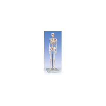 Mini scheletro "Shorty", su base (A18)
