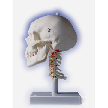 Cranio, modello classico, con vertebre cervicali, in 4 parti