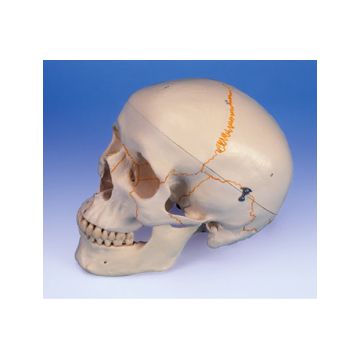 Cranio, modello classico, con numerazione, in 3 parti