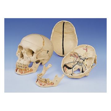 Cranio, modello classico, con mandibola aperta