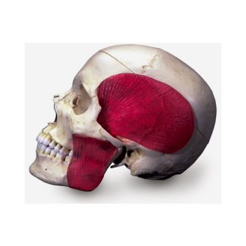 Cranio, modello sistema - cranio combinato, trasparente/osseo, in 8 parti