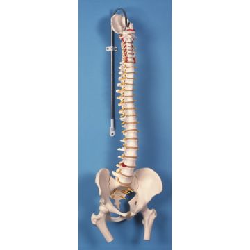 Colonna vertebrale flessibile classica, con tronchi del femore