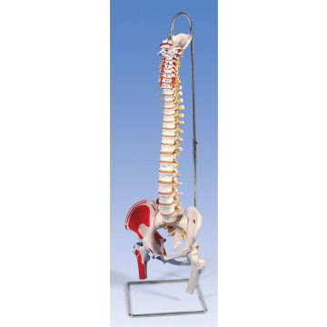 Colonna vertebrale flessibile classica dipinta, con tronchi del femore mobili e illustrazione dei muscoli